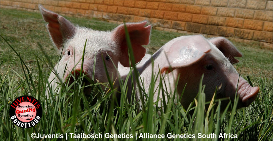 Pig breeding South Africa | Landrace pigs South Africa | Pigs South Africa | Pig farming South Africa
