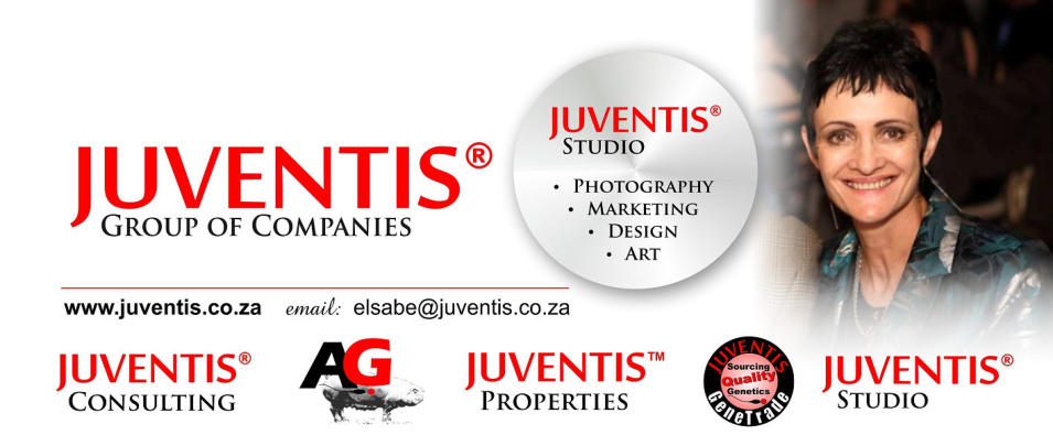 Pigs South Africa | Pig farming South Africa | Pig breeding South Africa