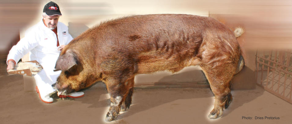Duroc pigs South Africa | Pig breeding South Africa | Pigs South Africa | Pig farming South Africa