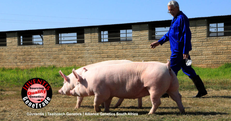 Pigs South Africa | Large white pigs South Africa